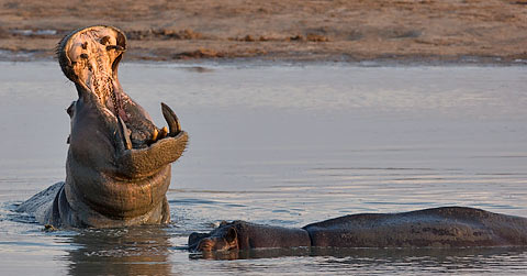 Hippotomus yawning